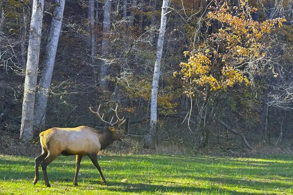 Route to Cherokee | Best scenic driving trails around Gatlinburg, TN