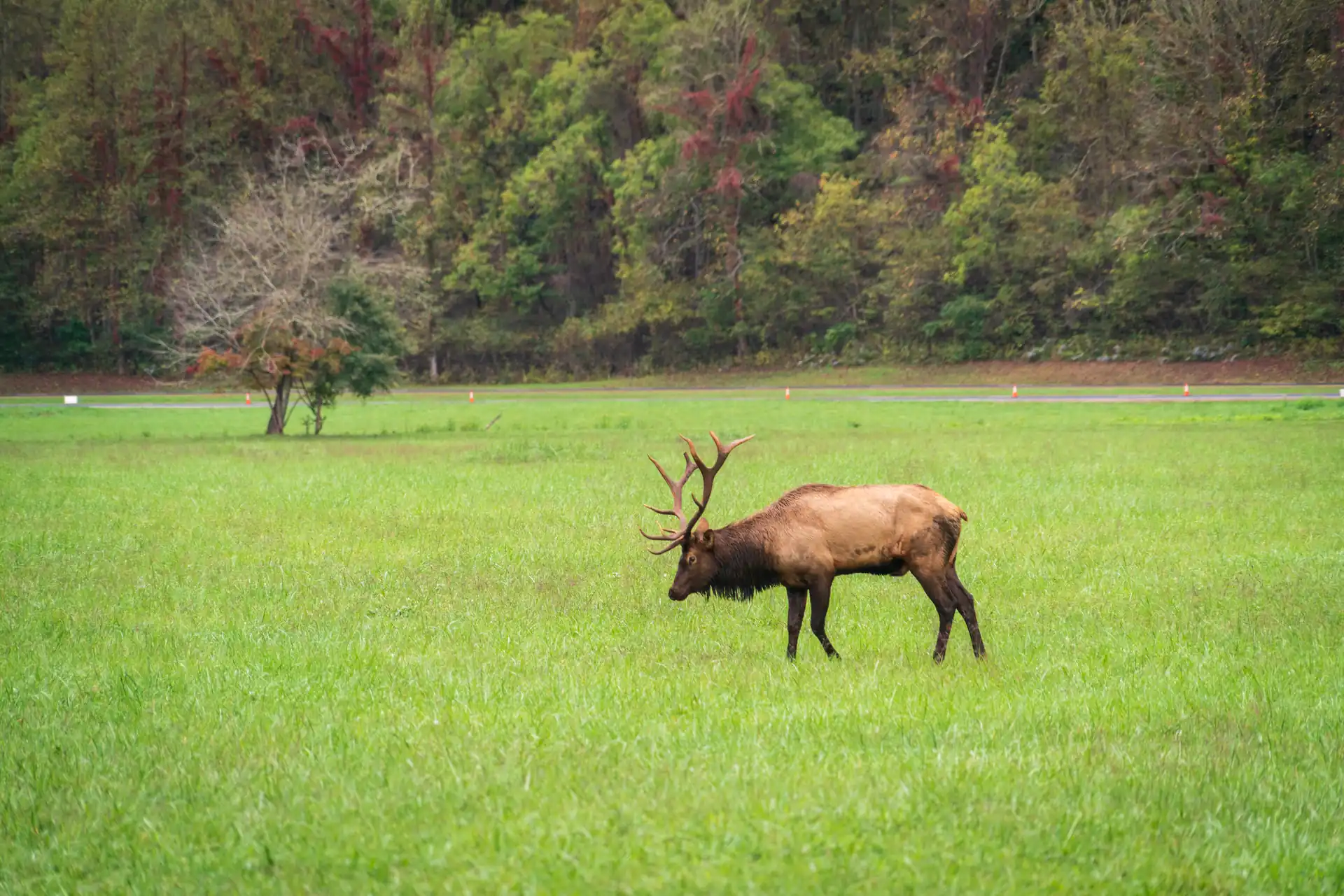 Elk grazing in Great Smoky Mountains National Park along a scenic driving trail
