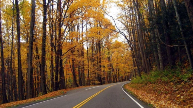Fall foliage along Newfound Gap Road, a scenic Smoky Mountains drive