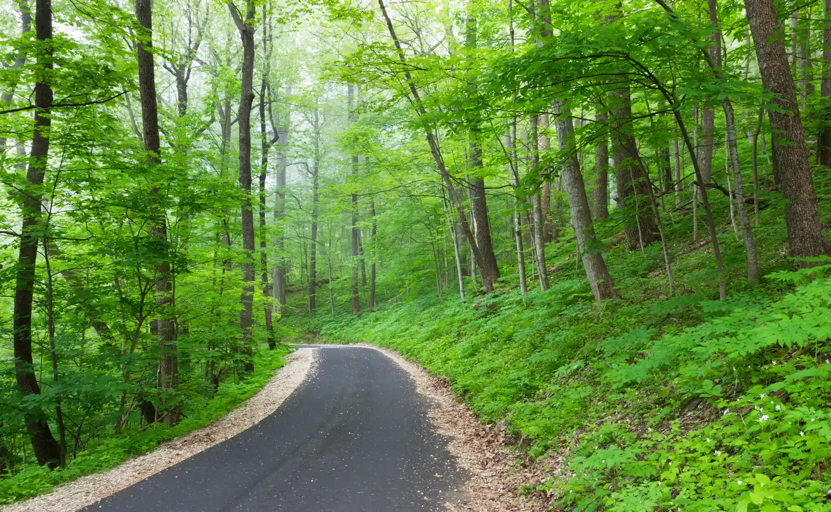 Roaring Fork Motor Nature Trail winding through a dense forest driving route