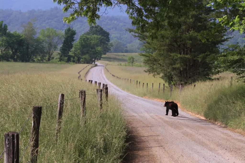 Black bear crossing the historic Cades Cove Loop Road in the Smoky Mountains