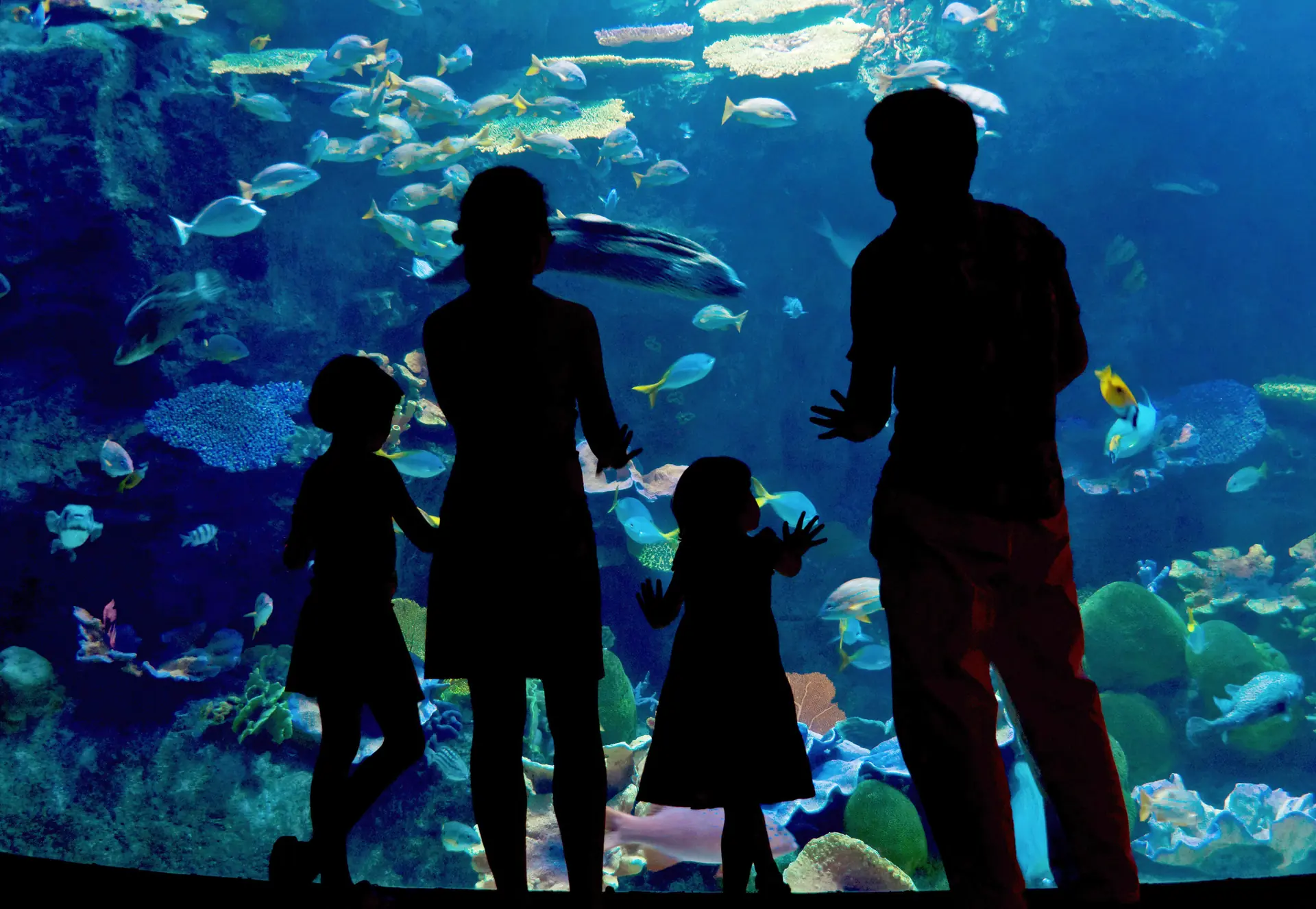Family silhouetted against a large aquarium tank at Ripley's Aquarium of the Smokies