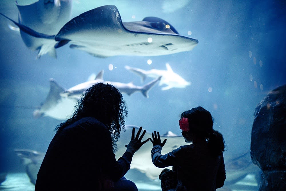 Ripley's Aquarium of the Smokies