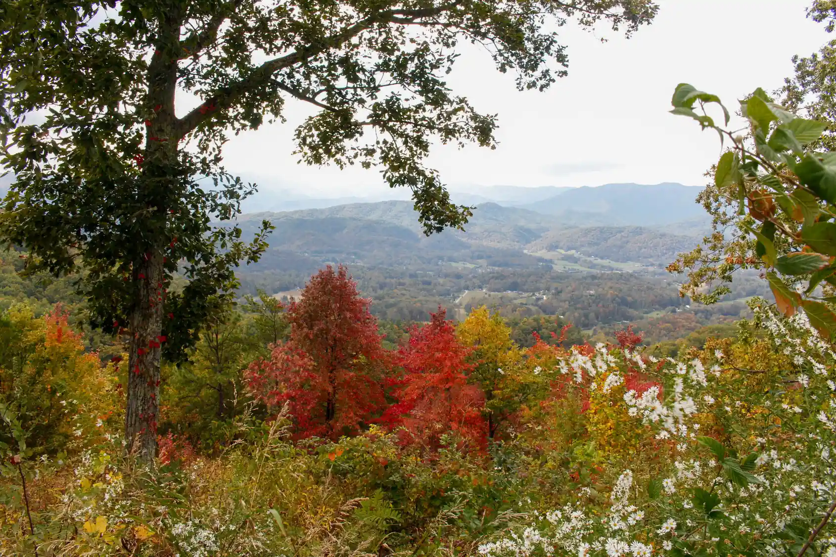 Mountain overlook framed by fall foliage and wildflowers along Foothills Parkway