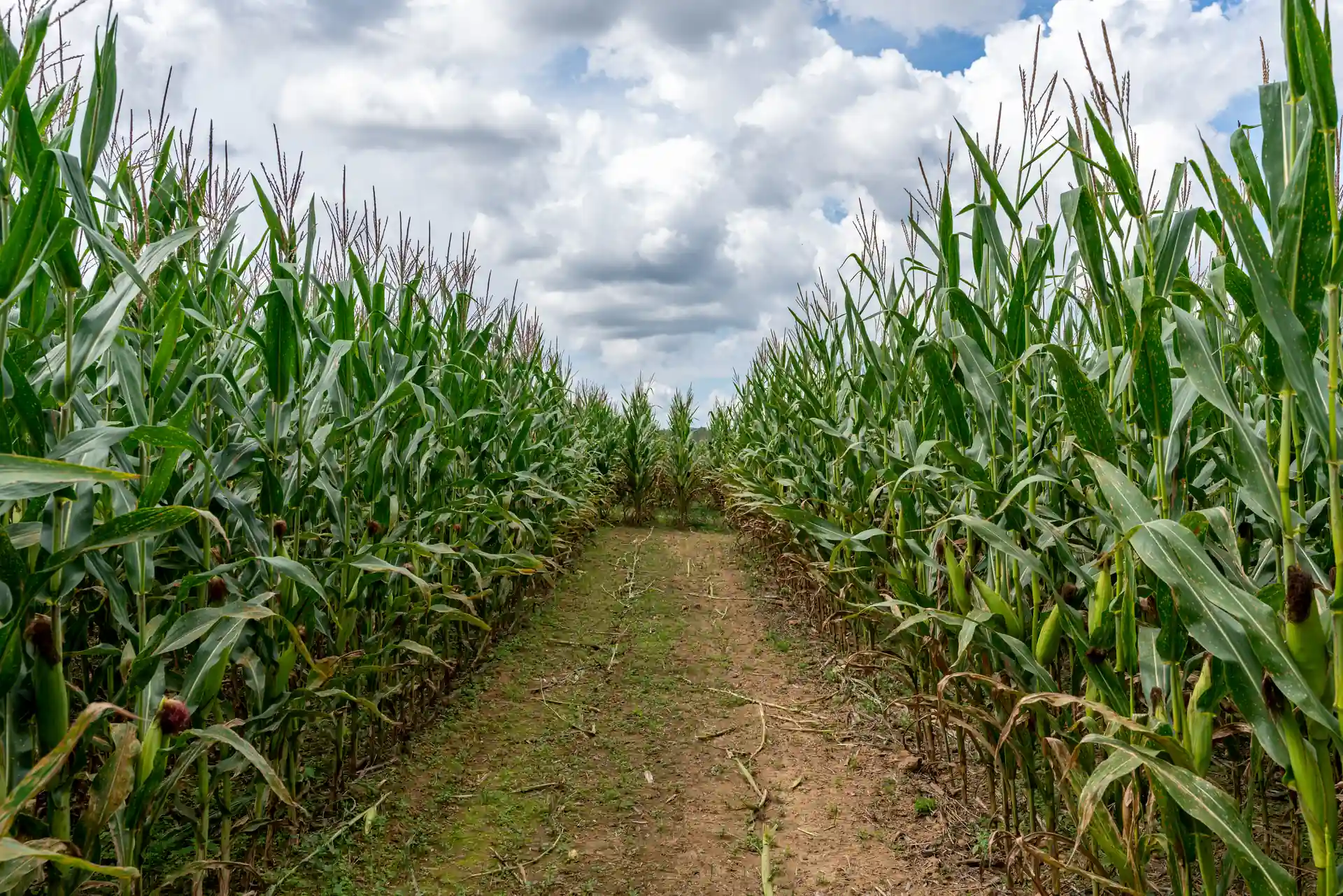 Path through a tall green corn maze under a cloudy fall sky