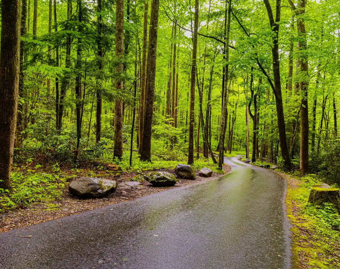 Rain falling in the Appalachian forest along the Roaring Fork Motor Nature Trail